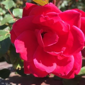 Meet your Posher, Mackenzie